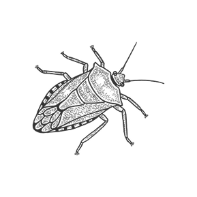 Stink Bugs