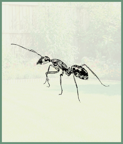Ants   Photo