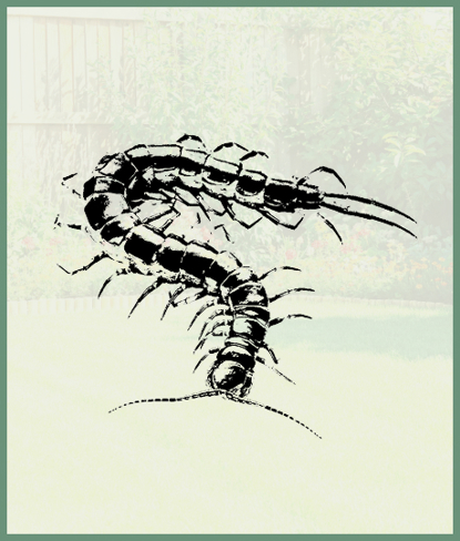 Centipedes   Photo