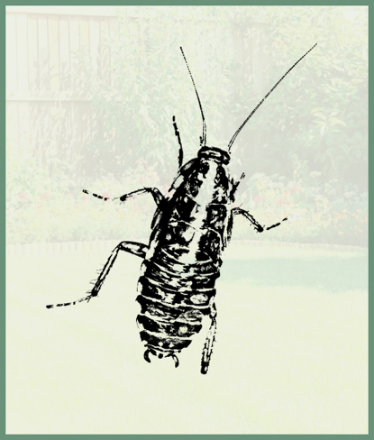 Cockroaches   Photo