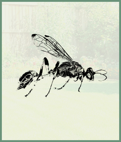 Mud Daupers   Photo