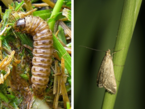 Sod Webworm lawn damage