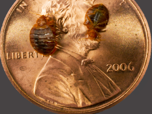 bed bugs