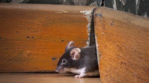 rodent-exterminator